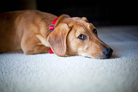 carpet rug cleaning Toorak